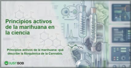 Estructuras moleculares de cannabinoides en laboratorio, banner del artículo de Justbob sobre principios activos