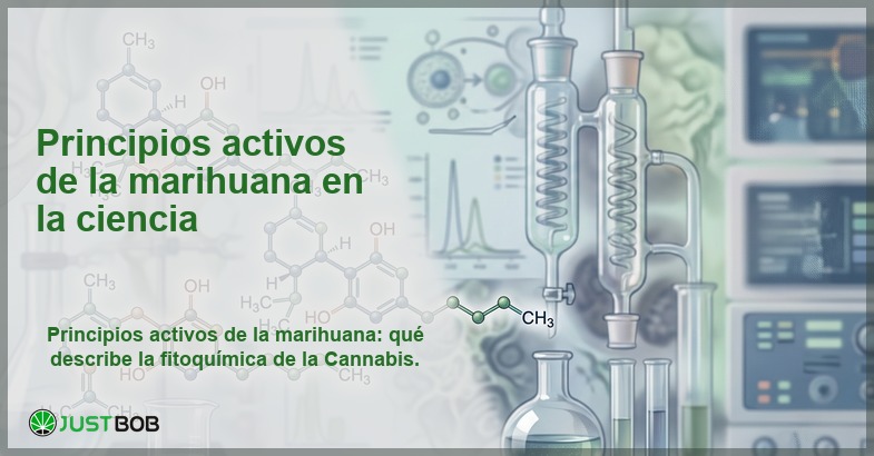 Estructuras moleculares de cannabinoides en laboratorio, banner del artículo de Justbob sobre principios activos