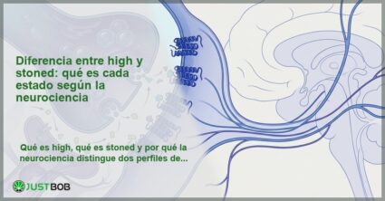 Ilustración de sinapsis neuronal con neurotransmisores y receptores cerebrales, banner del artículo de Justbob sobre diferencia entre high y stoned