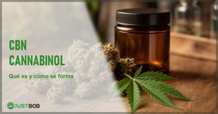 Modelos moleculares tridimensionales de los cannabinoides CBN, CBD y THC con etiquetas, junto a frascos de flores de cáñamo en un banco de laboratorio