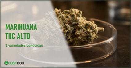 Cogollo seco premium de flor de cáñamo CBD en una placa de Petri de vidrio sobre un banco de laboratorio cálido con fondo neutro desenfocado