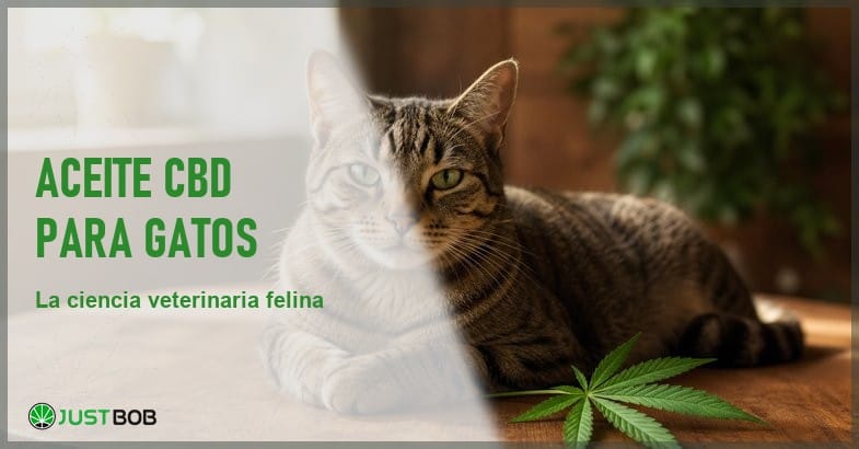 aceite-cbd-gatos-investigacion-veterinaria Gato doméstico tranquilo descansando sobre una mesa de madera junto a una hoja de cáñamo, en alusión a la investigación veterinaria sobre el CBD felino