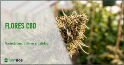 Macro fotografía de inflorescencia de cáñamo CBD con tricomas brillantes y pistilos anaranjados en un invernadero europeo con luz natural cálida