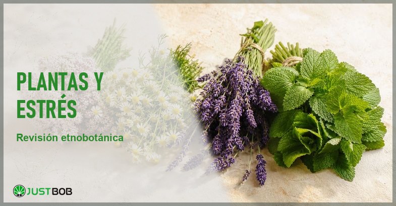 Bodegon botanico con ramilletes frescos de valeriana, manzanilla, lavanda y melisa sobre superficie crema en clave de revision etnobotanica cientifica