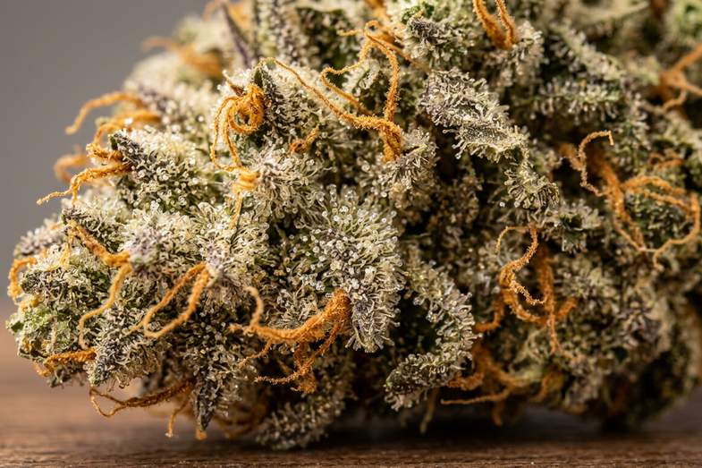 Macro fotografía de cogollo de cáñamo CBD con detalle de tricomas brillantes y pistilos anaranjados, estructura botánica característica de la planta