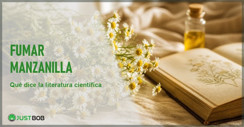 Banner editorial sobre la manzanilla Matricaria chamomilla y la combustión según la literatura científica europea de etnobotánica