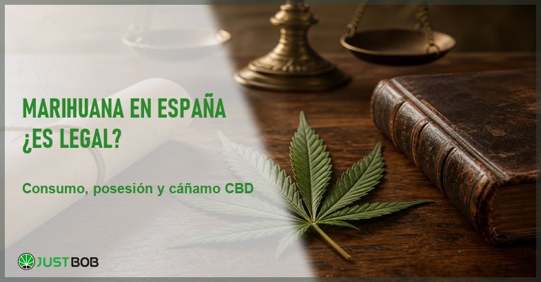 Hoja de cannabis sativa sobre una mesa de madera junto a un libro de cuero, una balanza de latón y un pergamino, evocando el marco legal en España
