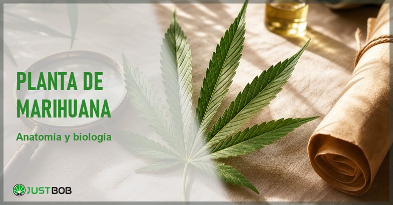 Banner editorial sobre la planta de Cannabis sativa L. anatomía y biología botánica según la literatura científica europea de Solymosi y Köfalvi 2017