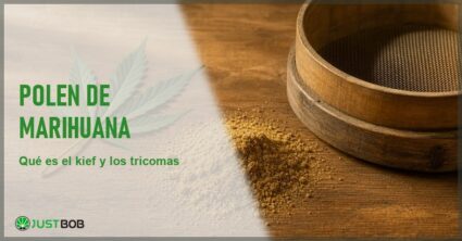 Polvo dorado de resina de cannabis o kief junto a una hoja y un tamiz de madera sobre una superficie cálida, en alusión al polen de marihuana
