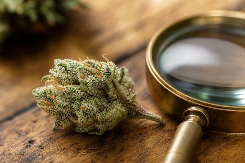 Detalle macro de los tricomas resinosos de una flor de cannabis junto a una lupa, ilustrando el origen del polen o kief