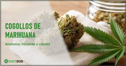 Cogollos de cáñamo CBD con tricomas visibles y pistilos anaranjados sobre una tela de lino crema, junto a una hoja de cáñamo y un frasco de vidrio desenfocado