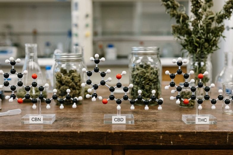 Modelos moleculares tridimensionales de los cannabinoides CBN, CBD y THC con etiquetas, junto a frascos de flores de cáñamo en un banco de laboratorio