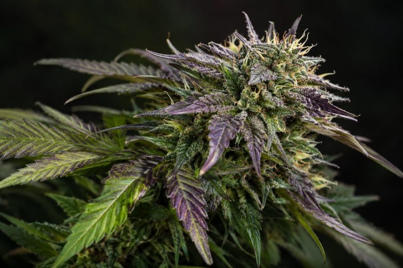 Inflorescencia de cáñamo con hojas violáceas y verdes entremezcladas, en primer plano sobre fondo oscuro