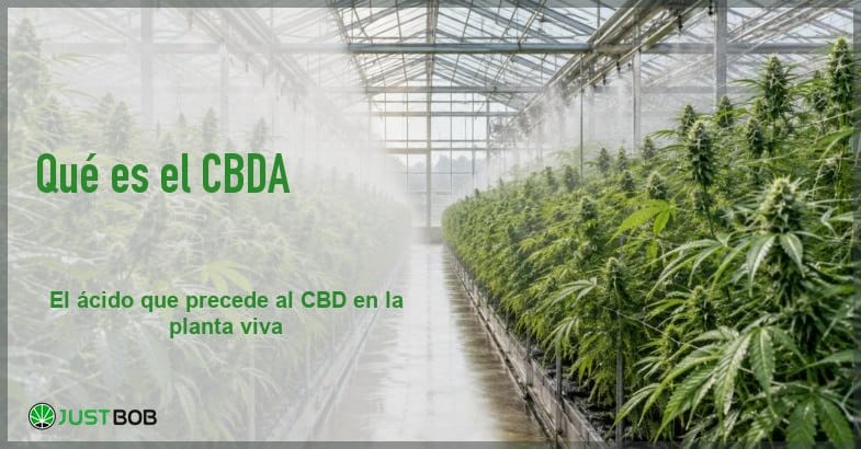 Banner del artículo con título verde y logo Justbob sobre un invernadero de cáñamo vivo con bruma en el aire