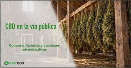 Banner del artículo con título verde y logo Justbob; a la derecha, un secadero con ramas de cáñamo colgadas