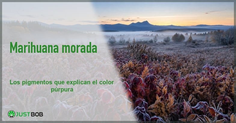 Banner del artículo con título verde y logo Justbob; a la derecha, hojas otoñales moradas cubiertas de escarcha