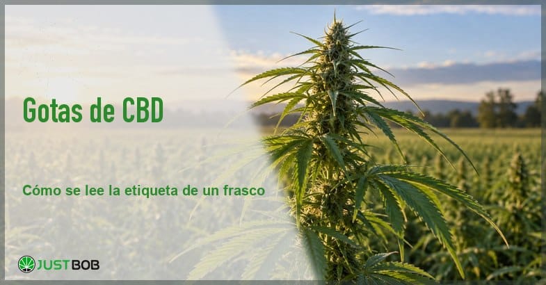 banner-gotas-cbd-planta-canamo-campo Banner del artículo con título verde y logo Justbob; a la derecha, una planta de cáñamo en un campo al amanecer