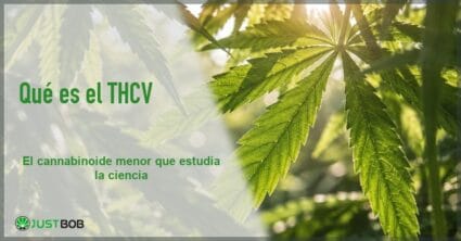 Banner del artículo con título verde y logo Justbob; a la derecha, hojas de cáñamo verdes iluminadas a contraluz