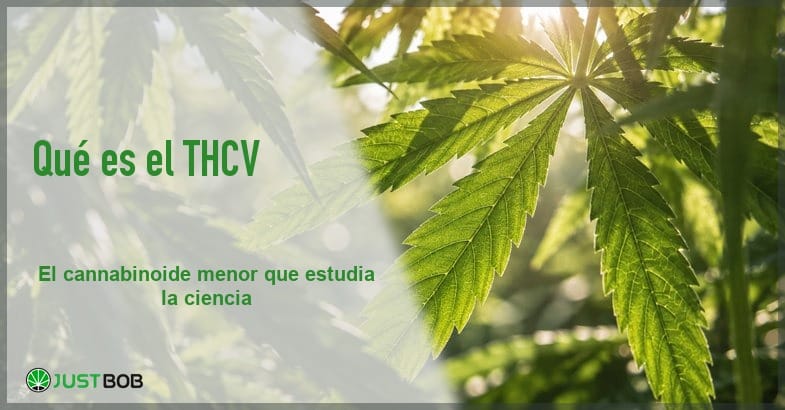 banner-thcv-hojas-canamo-contraluz Banner del artículo con título verde y logo Justbob; a la derecha, hojas de cáñamo verdes iluminadas a contraluz