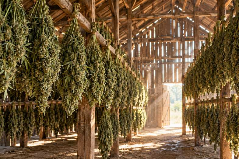 secadero-canamo-plantas-colgadas Interior de un secadero de madera con plantas de cáñamo colgadas boca abajo de las vigas bajo la luz del día