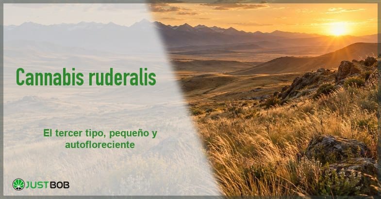 featured-cannabis-ruderalis Banner del artículo con título verde y logo Justbob; foto a la derecha: un paisaje de estepa con colinas y montañas al atardecer