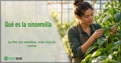 Banner del artículo con título verde y logo Justbob; foto a la derecha: cultivadora adulta observa una planta en un invernadero luminoso