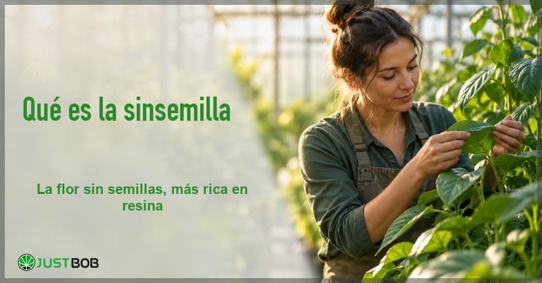 featured-sinsemilla Banner del artículo con título verde y logo Justbob; foto a la derecha: cultivadora adulta observa una planta en un invernadero luminoso